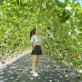 全台最長南瓜隧道 9座五彩隧道開放免費參觀