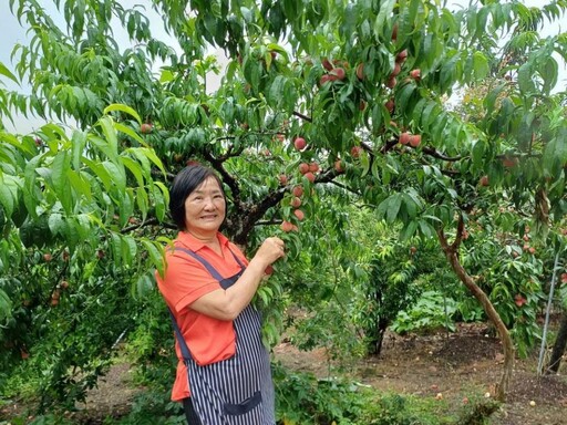阿里山下番路公田觀光果園 水蜜桃、甜桃及紅肉李開放採果