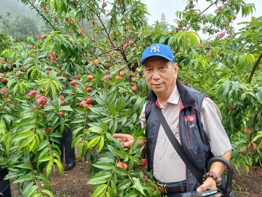 阿里山下番路公田觀光果園 水蜜桃、甜桃及紅肉李開放採果