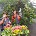 阿里山下番路公田觀光果園 水蜜桃、甜桃及紅肉李開放採果