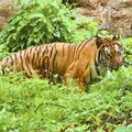 壽山動物園暑假樂翻天！兒童免費入園、延長開放時間