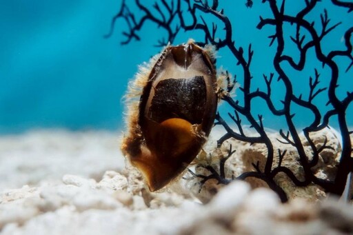 鯊魚透明卵鞘魅力爆棚!海生館「福爾摩鯊之旅」6/28登場