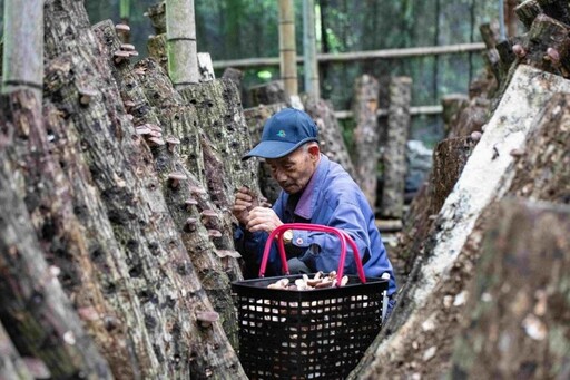 林下良品綻放微風超市 諸羅山茶啤酒首度亮相