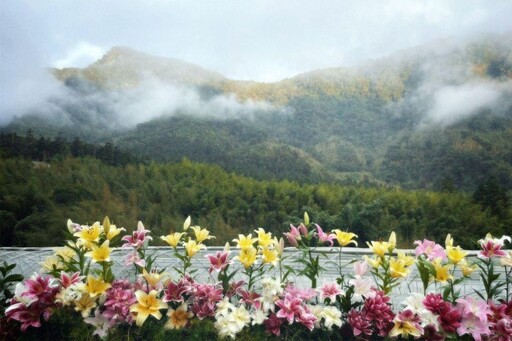 中秋、雙十、光復節連假 阿里山賓館推暢遊親子同遊景點
