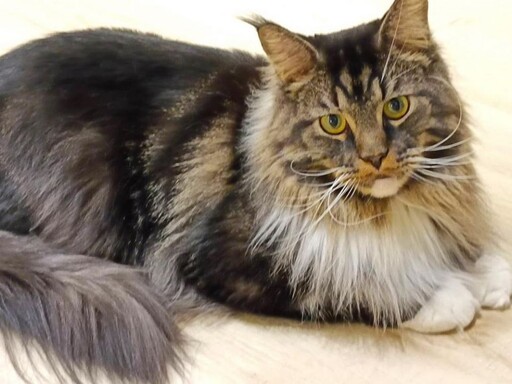 李貓貓主題餐廳 10隻萌貓打造沉浸式療癒空間 高雄打卡新亮點