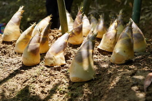 六月臺北花博農民市集 芒種豐收集 筍味正當食