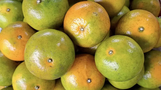 南投好茶・柳丁砂糖橘 × 國產優良禽肉 雙主題齊聚臺北花博農民市集 本週末一次品味在地農業風采