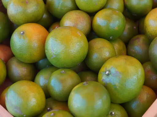 全台好農匯集臺北花博農民市集 產地直送最新鮮