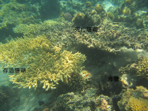 珊瑚群聚如何復甦？中山大學跨國研究供墾丁借鏡
