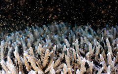 澎湖鎖港杭灣珊瑚有成 紫色軸孔珊瑚產卵現夢幻場景