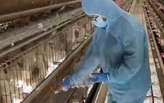 彰化縣啟動蛋雞場「芬普尼全面採樣監測」 強化源頭把關、確保民眾食用安心