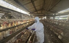 彰縣蛋雞場芬普尼採樣監測 第一梯次15場高風險場檢驗結果均為未檢出
