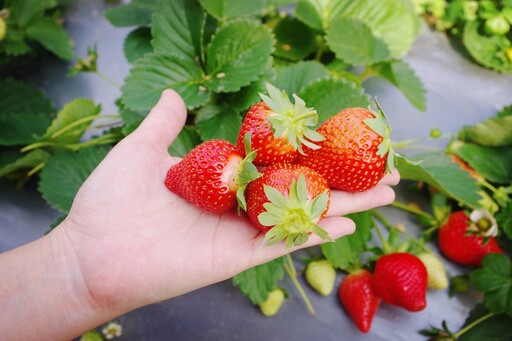 苗栗資深莓農真心推薦！用台肥「活力鈣寶」取代日本鈣