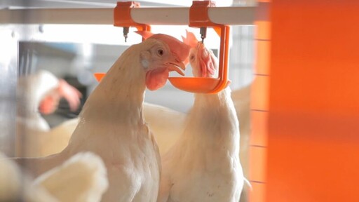 蛋雞場現代化設施提升雞蛋產量 高雄農業局致力於動物福利