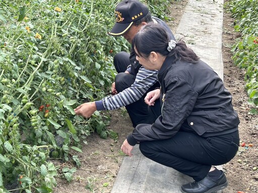 溫室裁培嘉玉美濃瓜、玉女小番茄 榮民呂明自創業有成