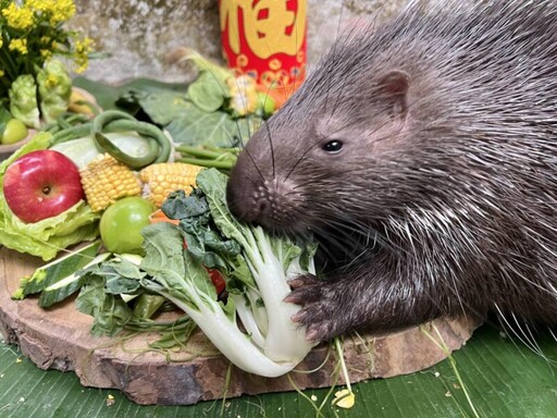 壽山動物園豐盛年節大餐 動物們迎接農曆春節