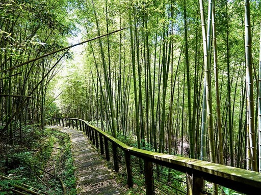 登高望遠紓壓力 梅山山林步道療癒心情