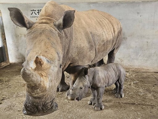 亞洲指標犀牛繁育基地 六福村犀牛家族再添新血 快來選出最「犀」睛名字