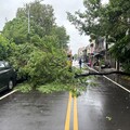 路樹倒塌阻交通 長榮警管制排除路障