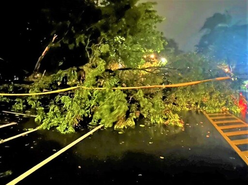 路樹倒塌影響交通 公園警不畏大雨積極處置