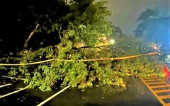 路樹倒塌影響交通 公園警不畏大雨積極處置