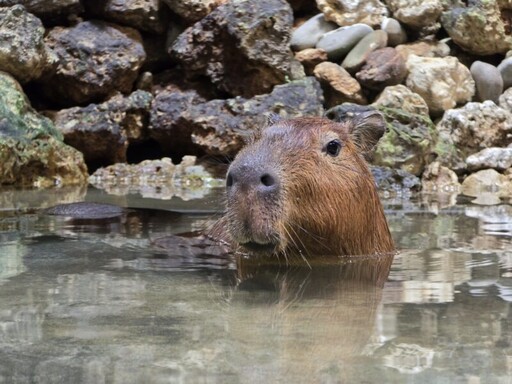 壽山動物園出招 動物吃冰玩水消暑大作戰