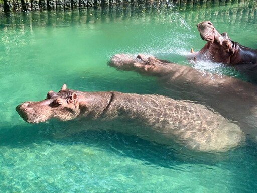 壽山動物園出招 動物吃冰玩水消暑大作戰