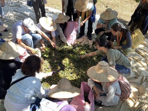 寶山農遊輕旅行 採橄欖摘甘蔗、DIY蜜餞及甘蔗汁