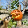 萬聖節即將來臨「南瓜料理東西爭霸戰」壽山動物園登場