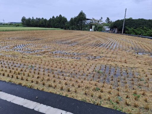 中市113年2期作稻草剪段翻耕12/10前受理補助