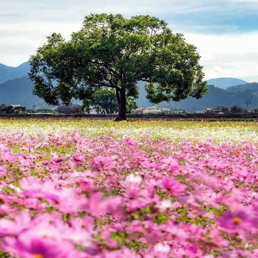 4台中國際花毯節「太空花境」繁花綻放