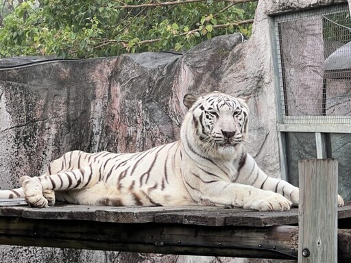 壽山動物園暖推免費入園 感謝風災救援英雄