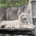 壽山動物園暖推免費入園 感謝風災救援英雄