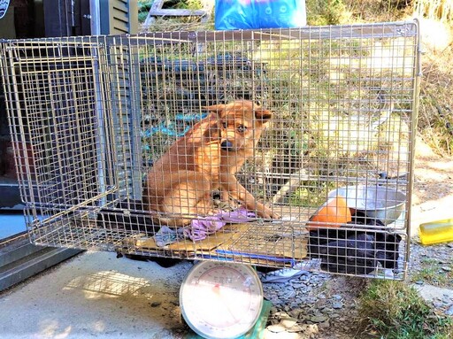 浪犬跑玉山觀測站討食 經誘捕人力扛下山