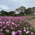 浪漫花海盛開后里環保公園賞花迎新年