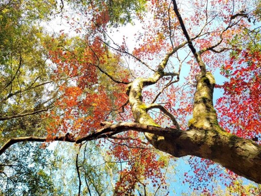 落羽松、楓紅美不勝收 竹縣冬季旅遊好去處