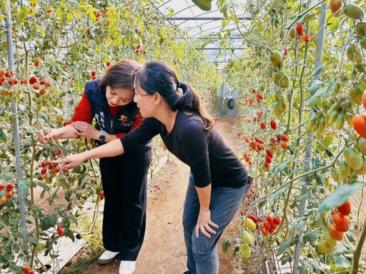 江曉琪再創農業奇蹟 以種植技術摘下全國小番茄亞軍