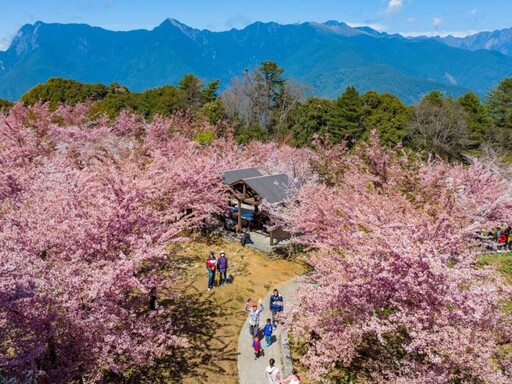 在櫻花樹下見證愛情盛宴 參山處18、19日舉辦2025雲端上的婚禮