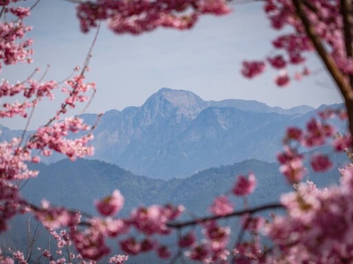 在櫻花樹下見證愛情盛宴 參山處18、19日舉辦2025雲端上的婚禮