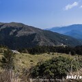 合歡山高山杜鵑花季 警方實施高承載管制