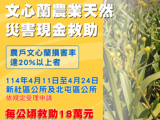 中市新社區及北屯區文心蘭災損 4/24前可申請現金救助