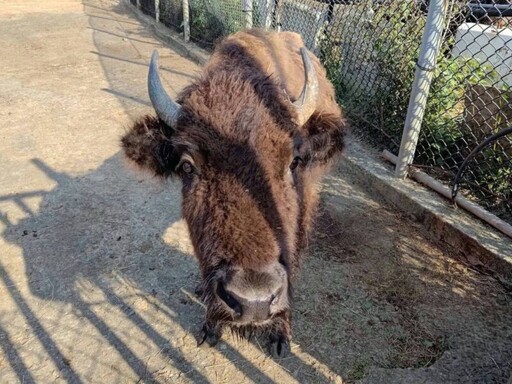 六福村籲台灣動物園需要更多專業交流 四隻動物夥伴「南遷」高雄壽山動物園