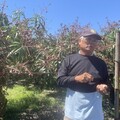 低溫重創中市改良種芒果 農民6月5日前可申請現金救助