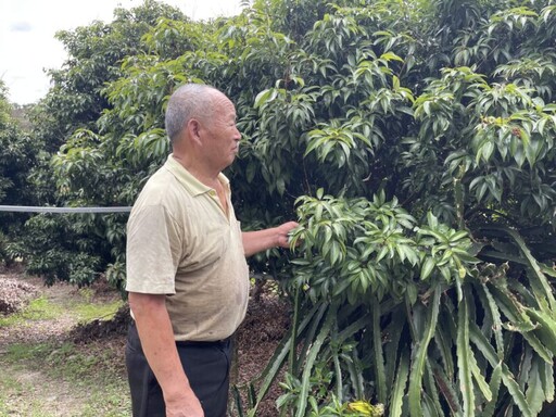 台中市荔枝災損 5/28-6/11前可申請現金救助