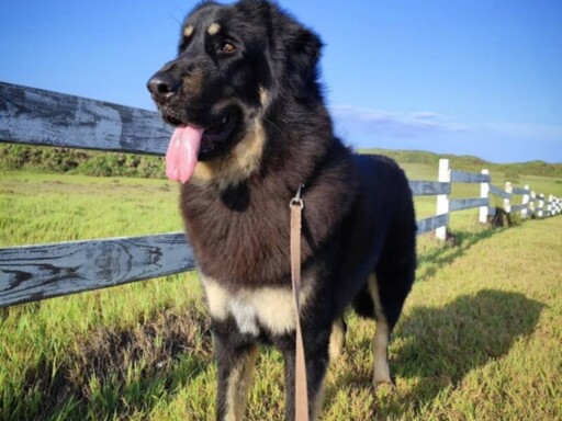 不只比特犬有攻擊性! 6大危險犬種和有攻擊紀錄犬隻外出都應依法防護