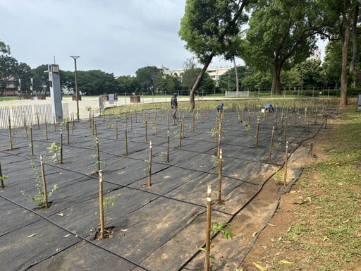 打造永恆森林 台中后里公園啟動5年生態復育工程