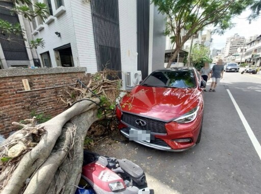 北屯路樹倒塌波及車輛 警即時疏導無人傷