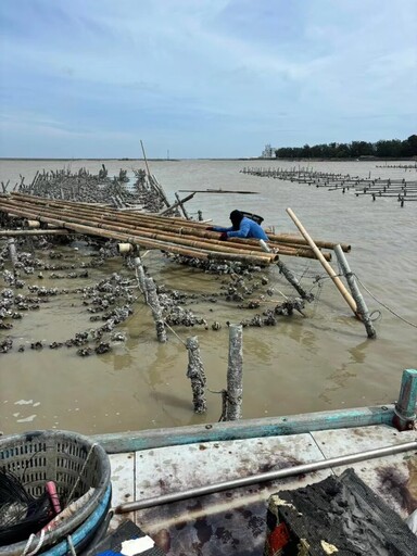 凱米颱風重創牡蠣養殖 嘉縣農損初估1億6200萬元