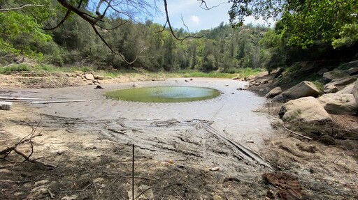 台灣絕跡傳說之魚「大鱗梅氏鯿」 金門移地復育計畫啟動成果斐然