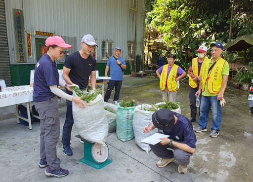 公私協力共除蔓！「綠癌」變綠金保護生態又吸金